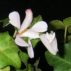 dendrobium
