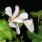 dendrobium